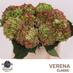 Hydrangea Verena Classic 50cm 14-16cm Hd