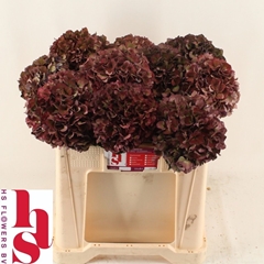 Hydrangea Pink Ruby Classic 50cm 15-17cm Hd