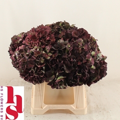 Hydrangea Pink Ruby Classic 40cm 13-15cm Hd
