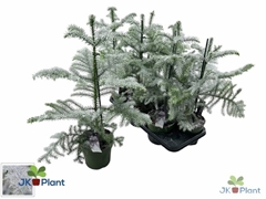 Araucaria Heterophylla 14Ø 55cm