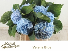 Hydrangea Verena Blue 40cm 14-16cm Hd