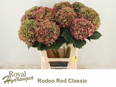 Hydrangea Rodeo Red Classic 60cm 16-18cm Hd