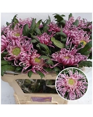 Chrysanth Single Saratov 80cm 140gr.