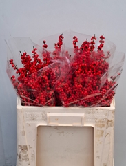 Ilex Red Berry 50cm