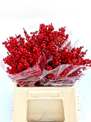 Ilex Red Berry 40cm