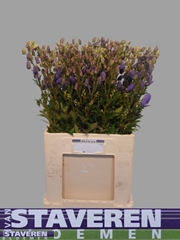 Aconitum Carmichaelii Arendsii 70cm