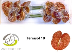 Anthurium Terrasol 15cm Hd