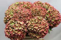 Hydrangea Rodeo Red Classic 60cm 18-20cm Hd