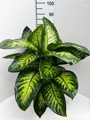 Dieffenbachia Tropic Snow 21Ø 85cm