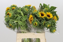 Helianthus Orange Fire 60cm