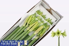 Hippeastrum Green Valley 70cm