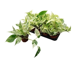 Epipremnum Snow Leopard 12Ø 15cm