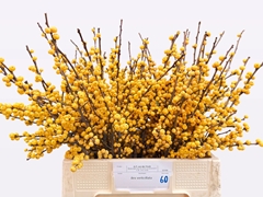 Ilex Magical Citronella 60cm