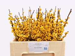 Ilex Magical Citronella 50cm