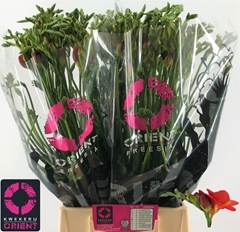 Freesia Double Mandarine 50cm 20gr.