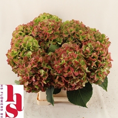 Hydrangea Verena Classic 40cm 14-16cm Hd