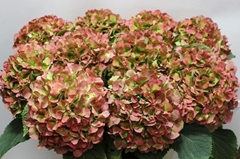 Hydrangea Verena Classic 80cm 19-21cm Hd