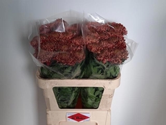 Chrysanth Single Bislet Red 80cm 70gr.
