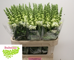 Antirrhinum Potomac Ivory White 80cm