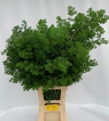 Asparagus Umbellatus 90cm