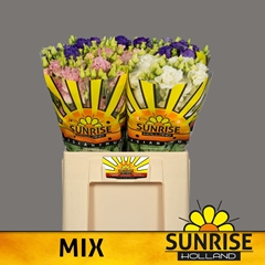 Eustoma Double Mix 65cm