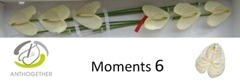Anthurium Moments 13cm Hd