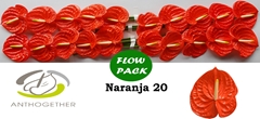 Anthurium Naranja 9cm Hd