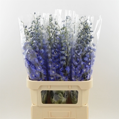 Delphinium Double Dev Navy Blue 90cm