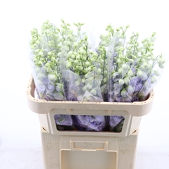 Delphinium Double Dev Lavender Love 70cm