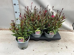 Gaura Belleza Compact Pink 15Ø 40cm