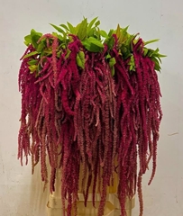 Amaranthus Caudatus Red Cord 80cm
