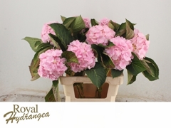 Hydrangea Verena 60cm 13-15cm Hd
