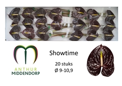 Anthurium Showtime 9cm Hd