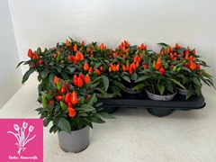 Capsicum Salsa Dark Orange 10Ø 20cm