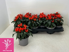 Capsicum Salsa Dark Orange 10Ø 20cm