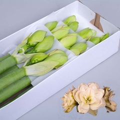 Hippeastrum Double White Amadeus 65cm