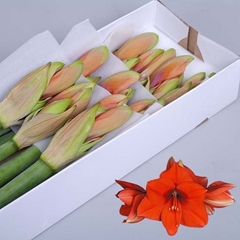 Hippeastrum Horizon 75cm