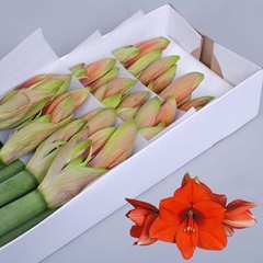 Hippeastrum Horizon 75cm