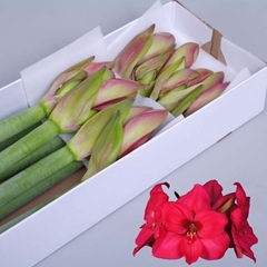 Hippeastrum Pleasure 80cm