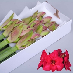 Hippeastrum Pleasure 80cm