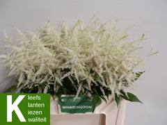 Astilbe Washington 60cm