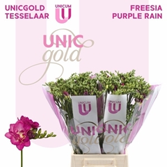 Freesia Double Purple Rain 50cm 20gr.