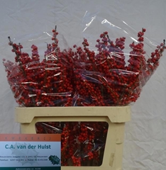 Ilex Red Berry 80cm