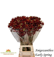 Anigozanthos Early Spring 80cm
