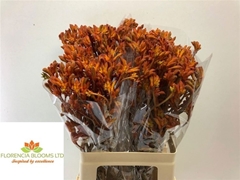 Anigozanthos Golden Girl 60cm