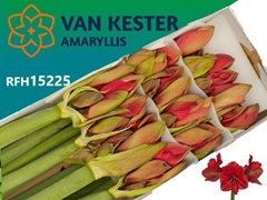 Hippeastrum Hercules 80cm