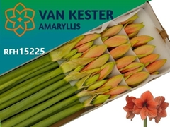 Hippeastrum Desire 75cm