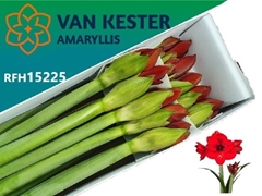 Hippeastrum Tenerife 80cm