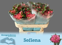 Alstroemeria Fashionista Sofiena 70cm 55gr.