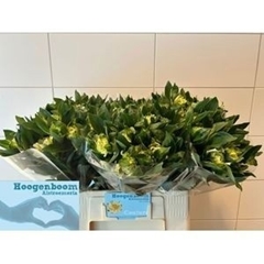 Alstroemeria Fashionista Couture 60cm
